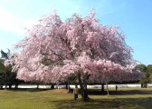 4月の活動