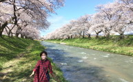 故郷の桜