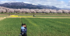 故郷の桜