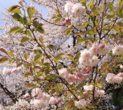 故郷の桜