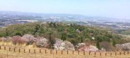 裏山～若草山へ