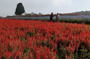 風と土のふれあい芸術祭in伊賀