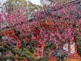 京都北野