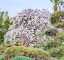 4月の茶の湯