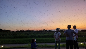 燕のねぐら入り