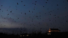 燕のねぐら入り